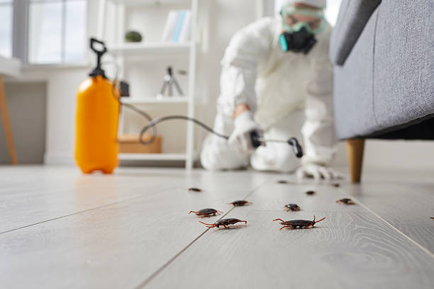 Post-Treatment Bed Bug Interceptor Monitoring in Wade Hampton